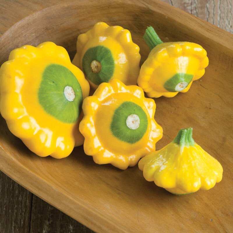 Y-Star - Semillas Orgánicas (F1) de Calabaza Patty Pan
