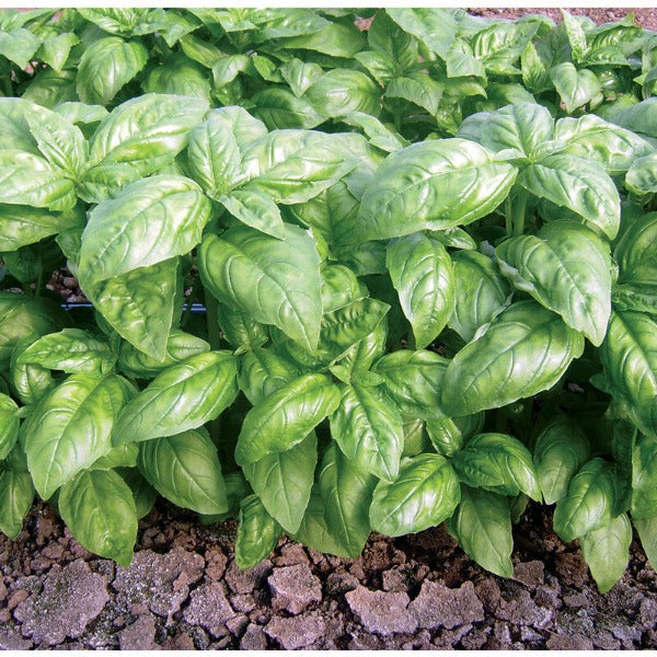 Dolly - Semillas de Albahaca Genovesa