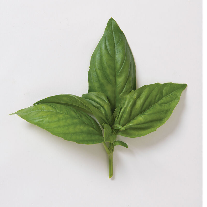 Dolly - Semillas de Albahaca Genovesa