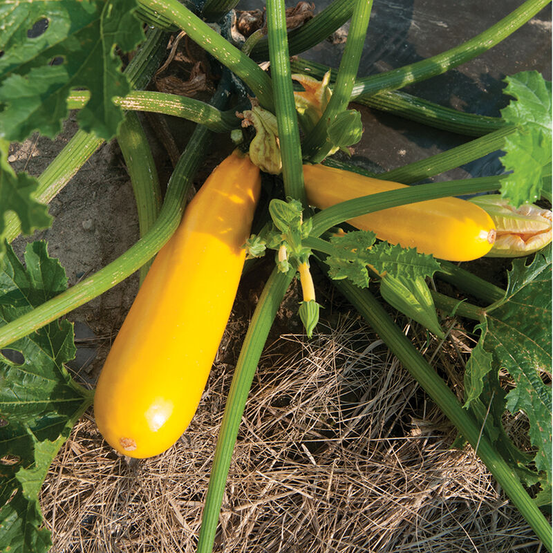 Yellowfin - Semillas Orgánicas F1 de Calabaza Zucchini Amarilla