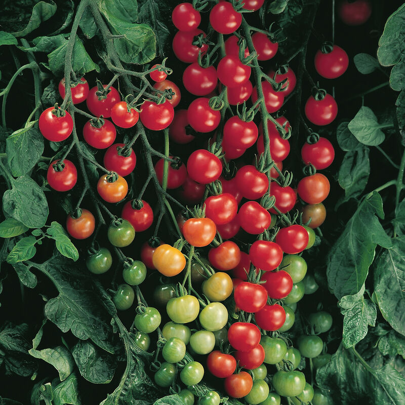 Supersweet 100- (F1) Semilla de tomate