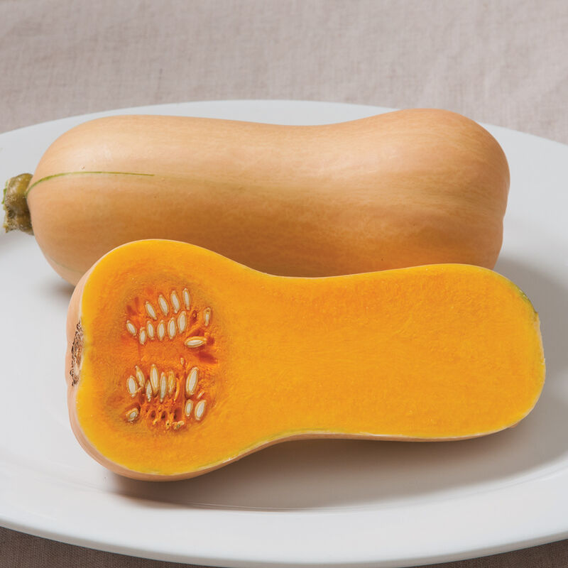 Butterscotch PMR - Semillas F1 de Calabaza Moscada