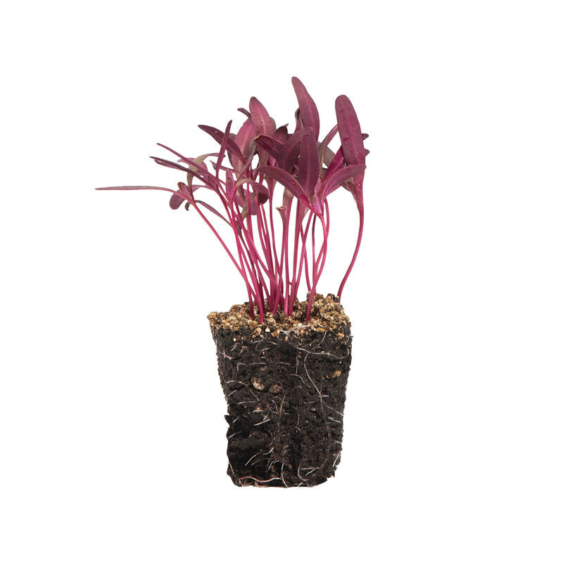 Orach Ruby Red - Semillas Orgánicas para Germinados de Armuelle