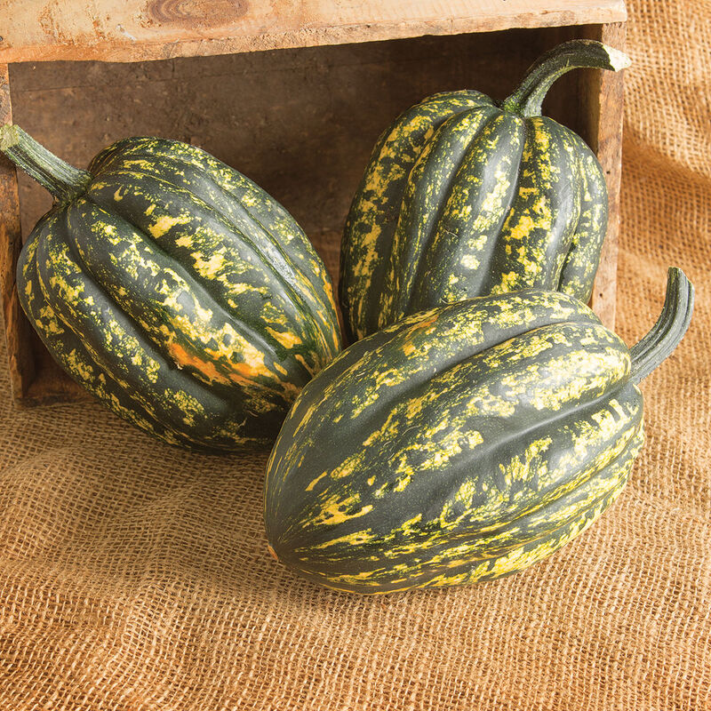 Starry Night PMR - Semillas Orgánicas F1 de Calabaza Bellota