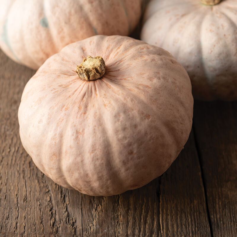 Winter Blush - Semillas Orgánicas (F1) de Calabaza Kabocha