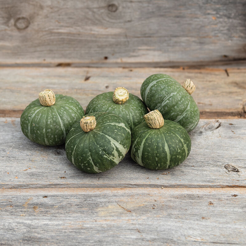 Sweet Jade - Semillas Orgánicas (F1) de Calabaza Kabocha