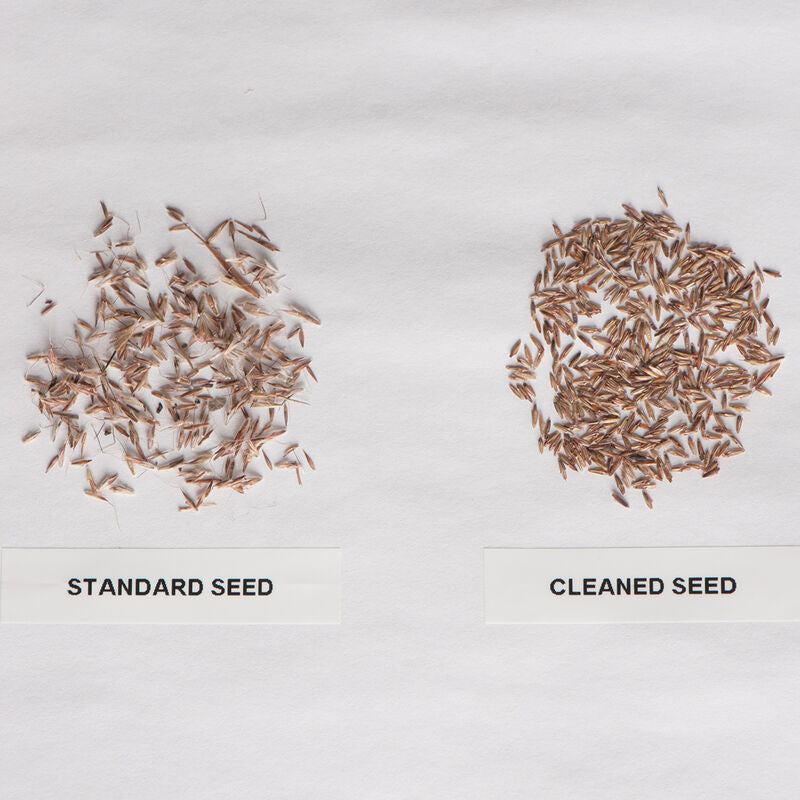 Semillas de Hierba de Limón de la India Oriental