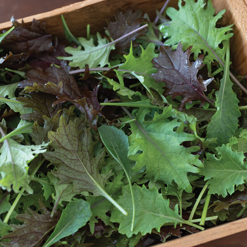 Kalebration Kale Mix Semillas de hortalizas