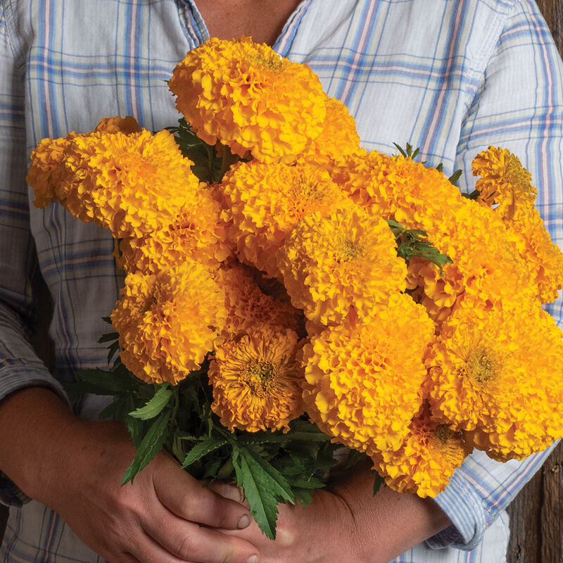 Coco™ Gold - Semillas F1 de Flor Cempasúchil 