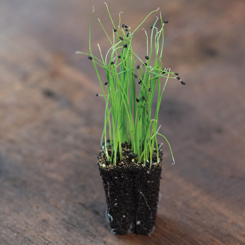 Scallion - Semillas Orgánicas para Germinados de Cebolla
