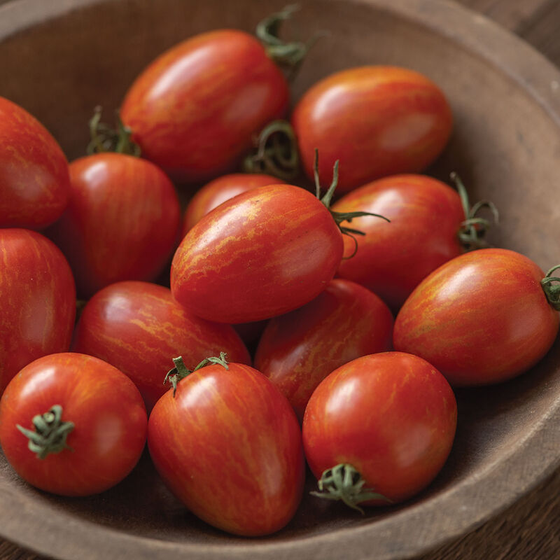 Red Torch - Semillas F1 de Tomate Saladette