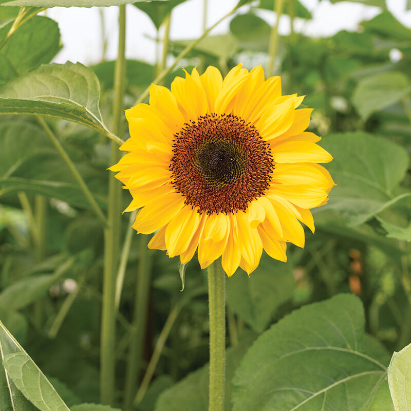 ProCut® Horizon - Semillas F1 de Girasol Alto