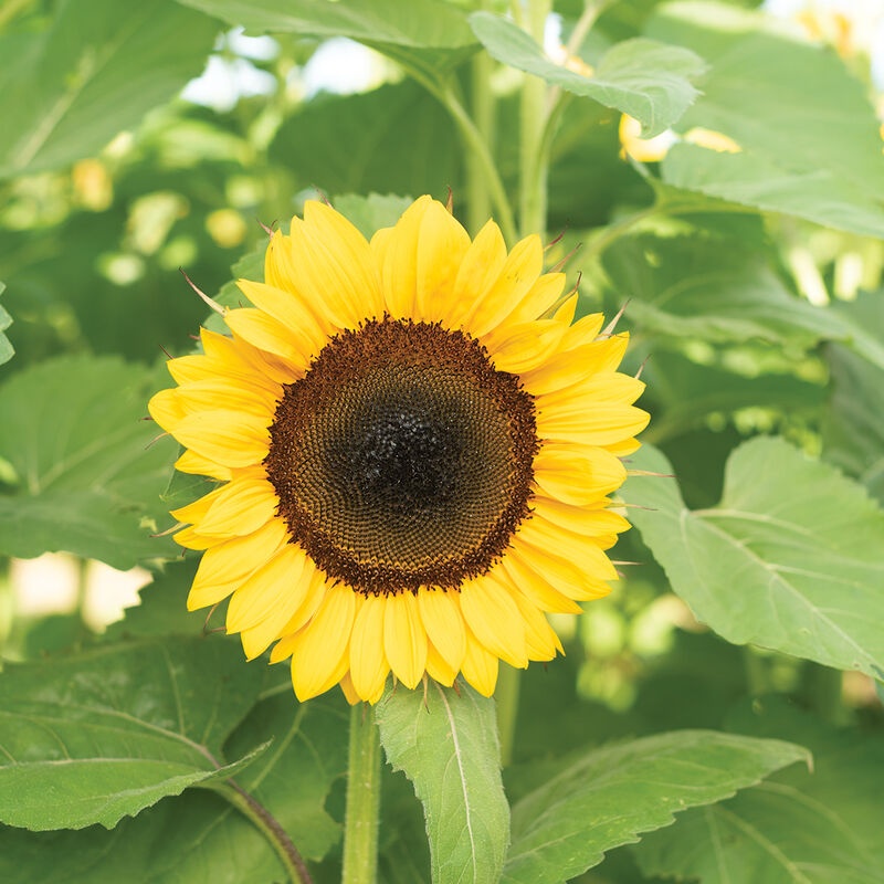 ProCut® Orange DMR - Semillas F1 de Girasol Alto