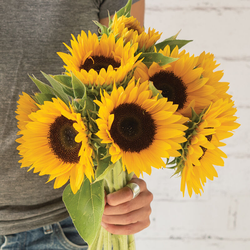 Winter Zohar - Semillas Orgánicas F1 de Girasol Alto