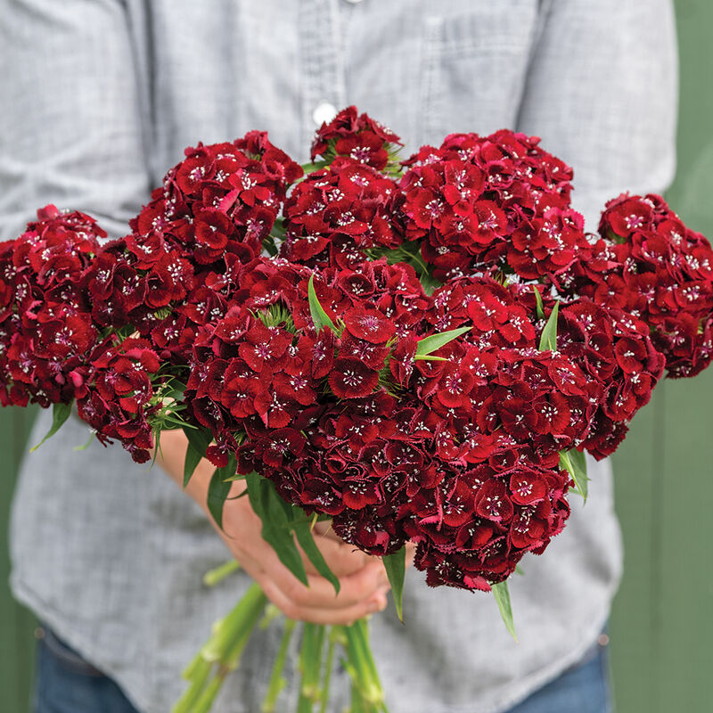 Sweet™ Black Cherry -Semilla de clavel granulada (F1)