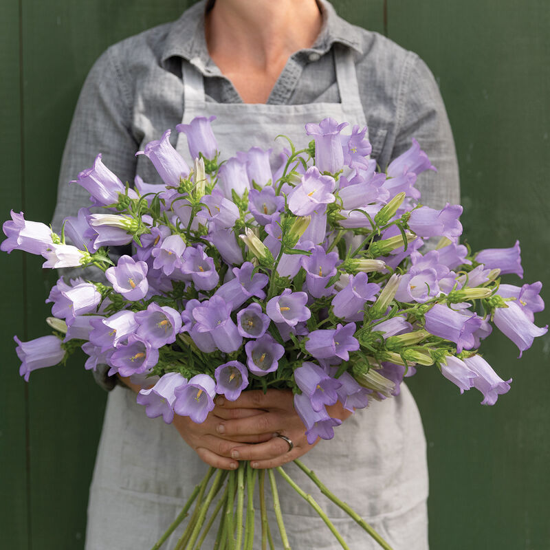 Champion Lavender - Semillas Peletizadas F1 de Flor Campánula