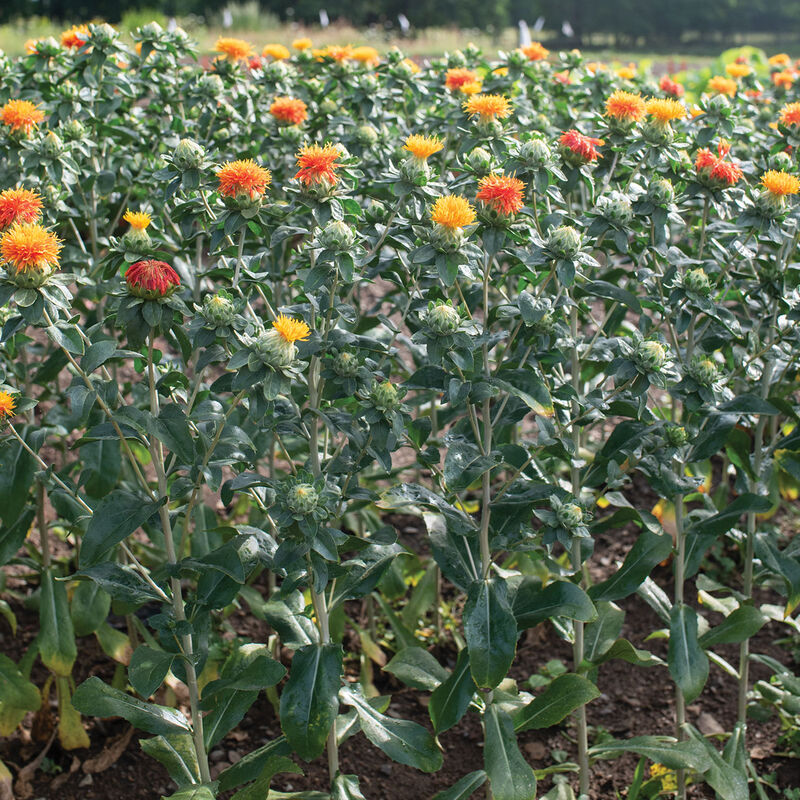 Zanzibar - Semillas de Flor Cártamo