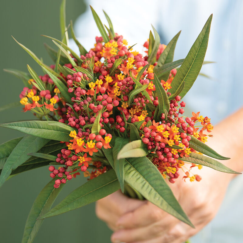 Apollo Orange - Semilla de Asclepias