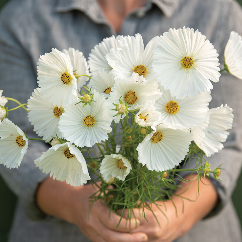 Cupcakes White - Semillas de Flor Cosmos