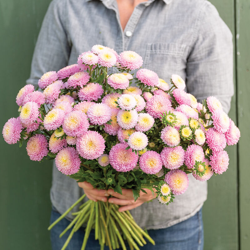 Bonita Shell Pink - Semillas de Flor Aster de China