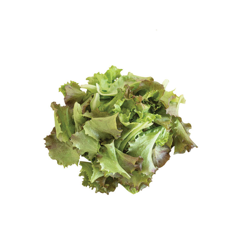 Red Sails - Semillas de Lechuga Roja Orgánica