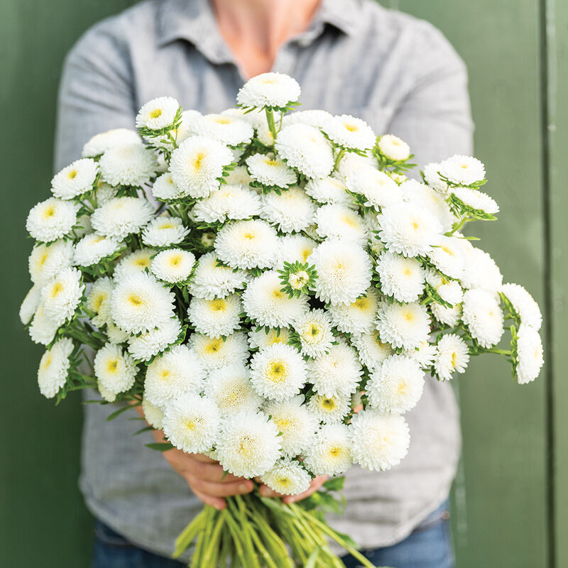 Bonita White - Semillas de Flor Aster de China