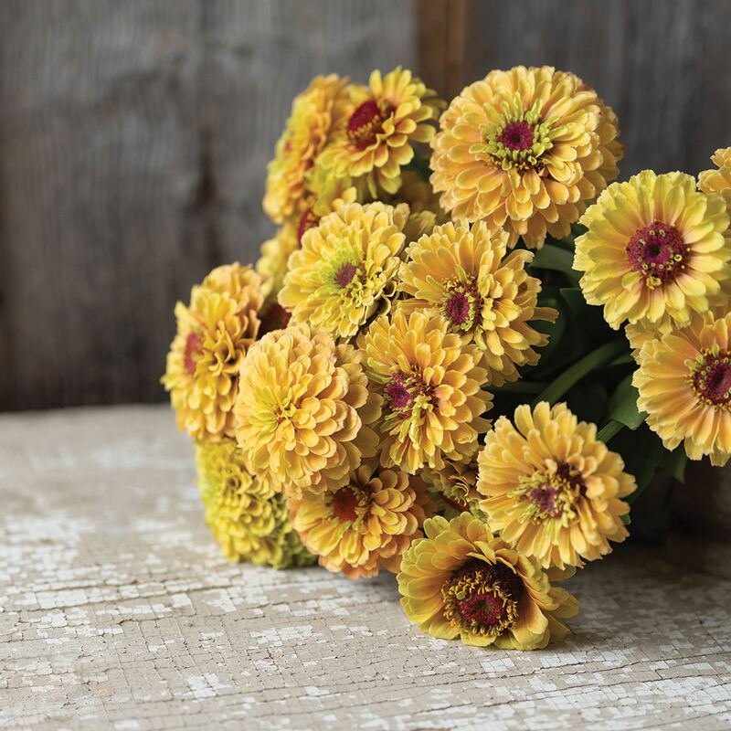 Queeny Lemon Peach - Semillas de Flor Zinnia