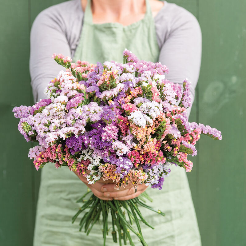 Pastel Mix - Semillas de Flor Statice