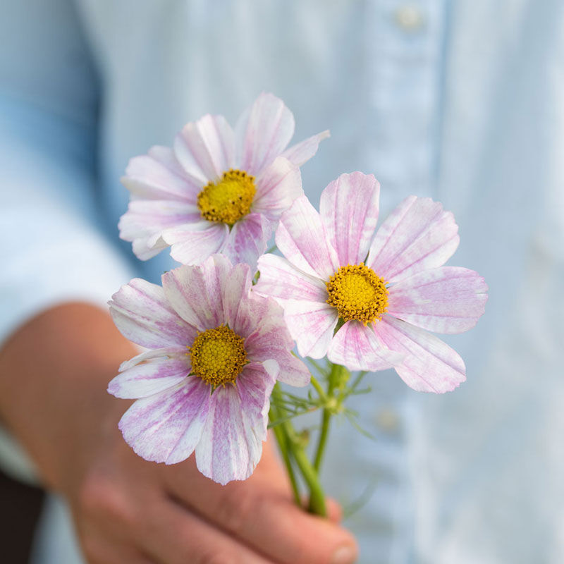 Versailles Flush Semillas Flor de Cosmos
