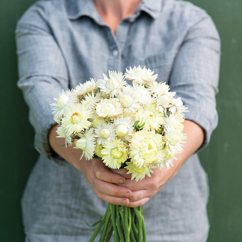 Creamy White - Semillas de Flor de Paja