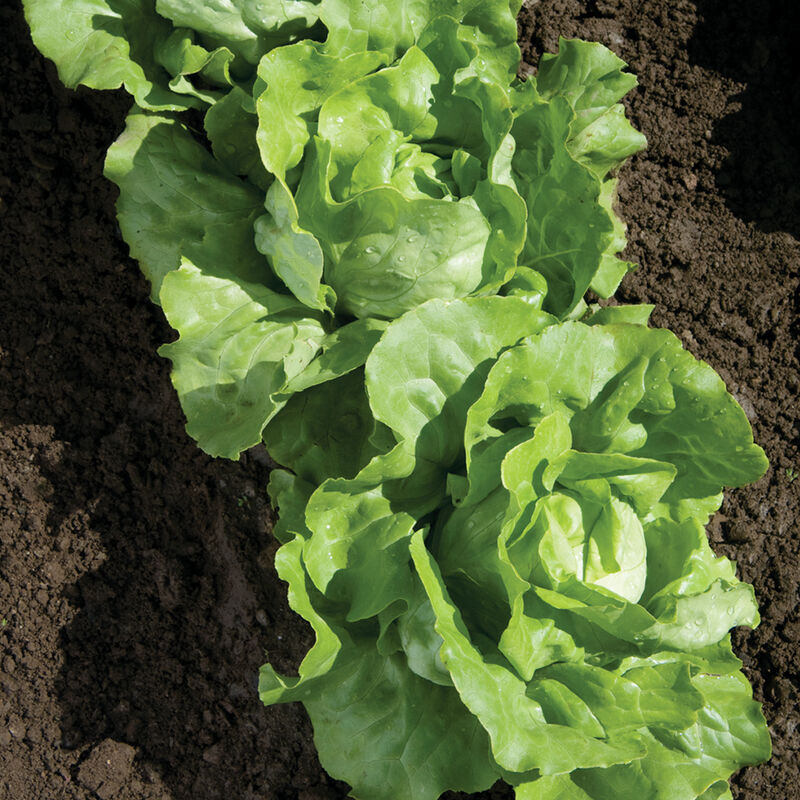 Nancy - Semillas de Lechuga Boston Peletizada Orgánica