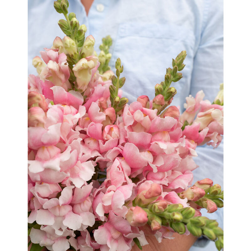 Bridal Pink - Semillas F1 de Flor Boca de Dragon