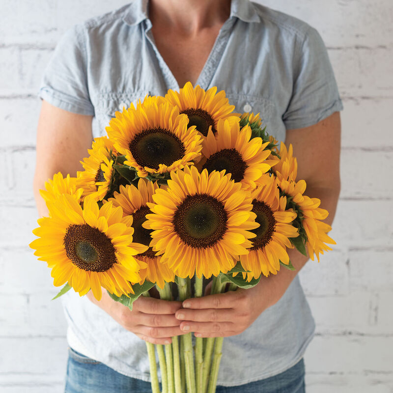 Sunrich Summer Provence - Semillas F1 de Girasol Alto