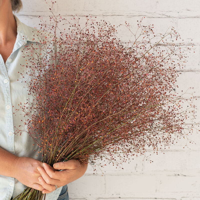 Limon - Semillas de Flor de Talino