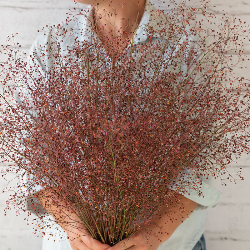 Limon - Semillas de Flor de Talino