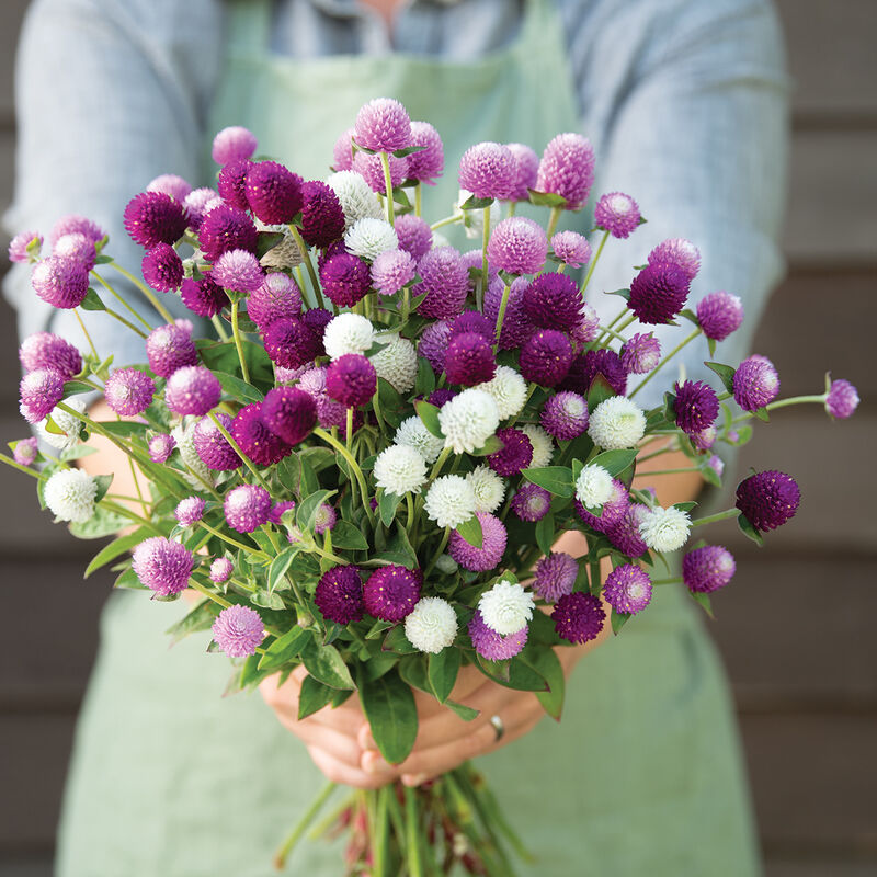 Audray Mix - Semillas de Flor Gomphrena