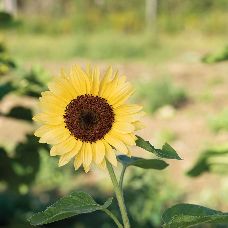 ProCut® Peach - Semillas F1 de Girasol Alto