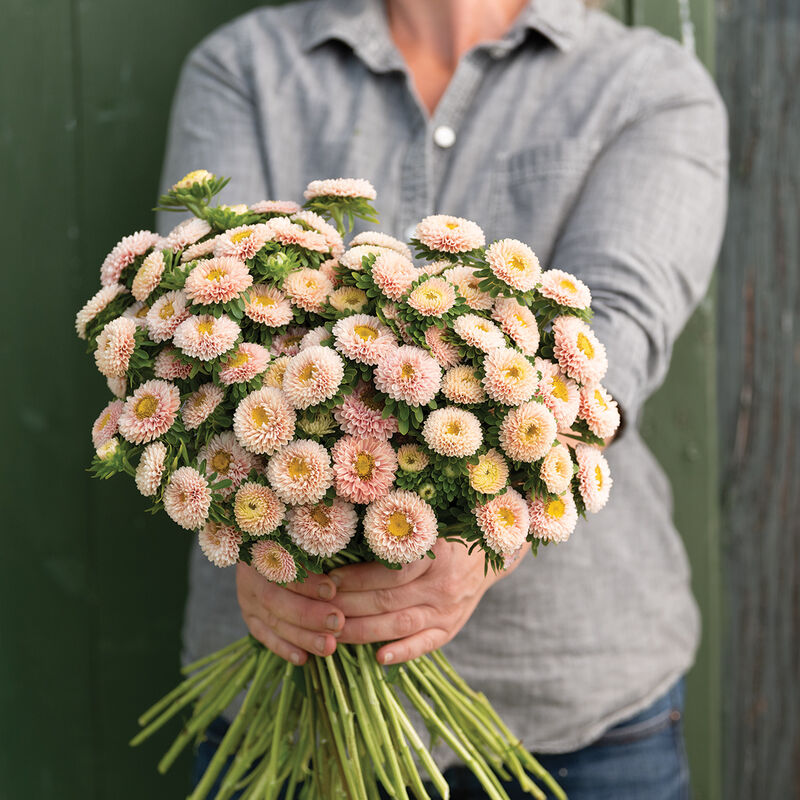 Matsumoto Apricot - Semillas de Flor China Aster