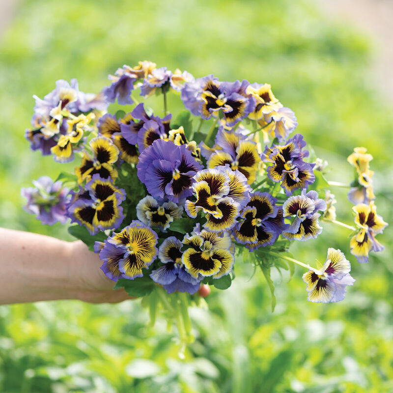 Frizzle Sizzle Yellow-Blue Swirl - Semillas de Flor Viola