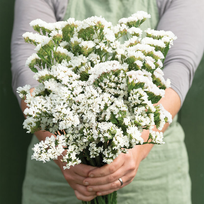 Forever Silver - Semillas de Flor Statice