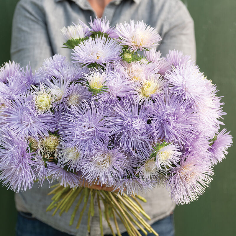 Hazaster Hagan Light Blue - Semillas de Flor China Aster