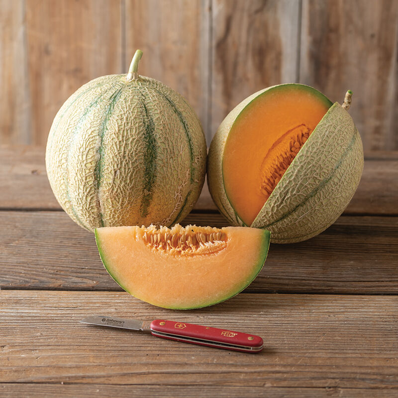 Melonade - Semillas F1 de Melón