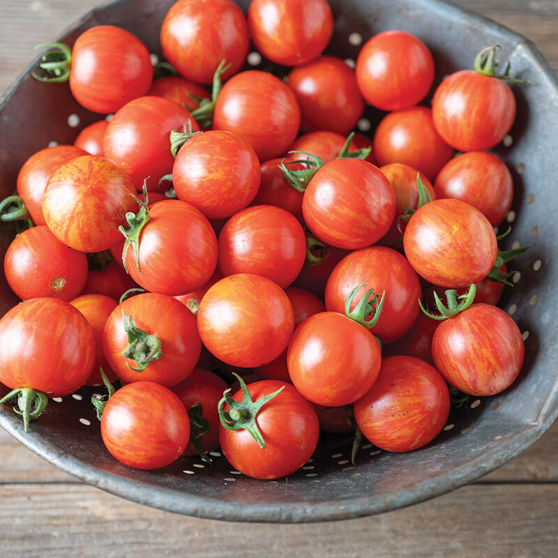 Sun Gold- Semilla de tomate  (F1)