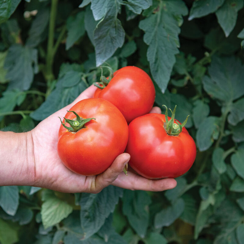 Celebrity Plus - (F1) Semilla de tomate