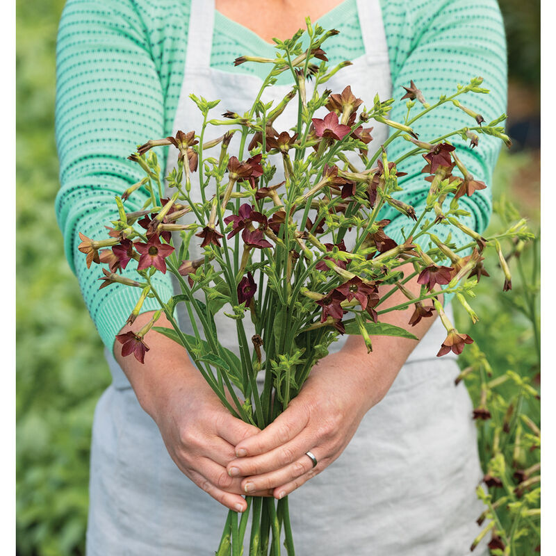 Bronze Queen - Semillas de Flor de Tabaco