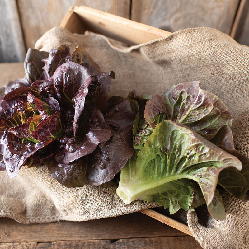 Pomegranate Crunch - Semillas de Lechuga Romana Roja Orgánica