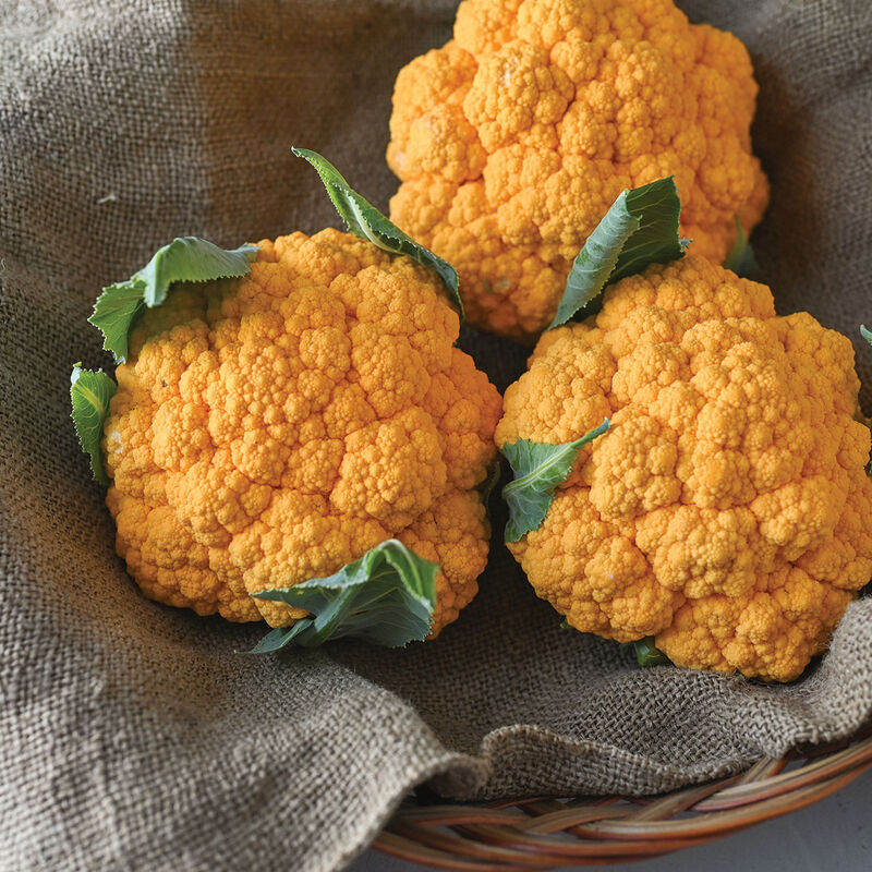 Clementine (F1) Semilla de coliflor