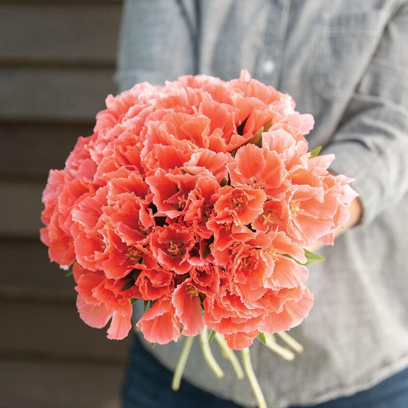 Grace Salmon - Semillas de Flor Clarkia