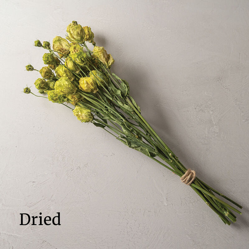 Rosanne 2 Clear Green - Semillas Peletizadas F1 de Flor Lisianto