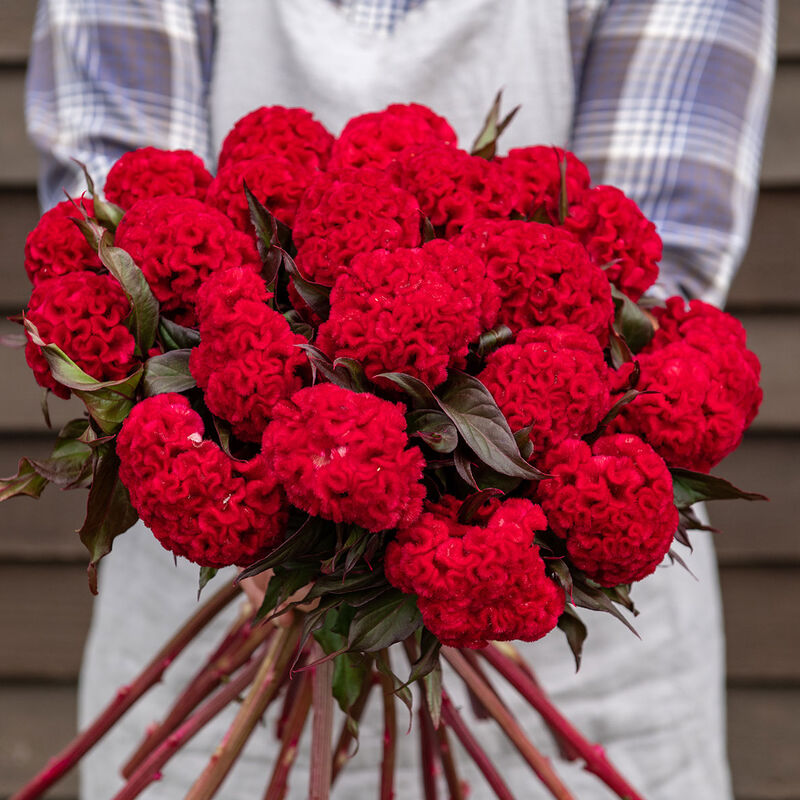 Reien - Semillas de Flor Celosía